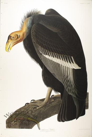 Columbian Hummingbird